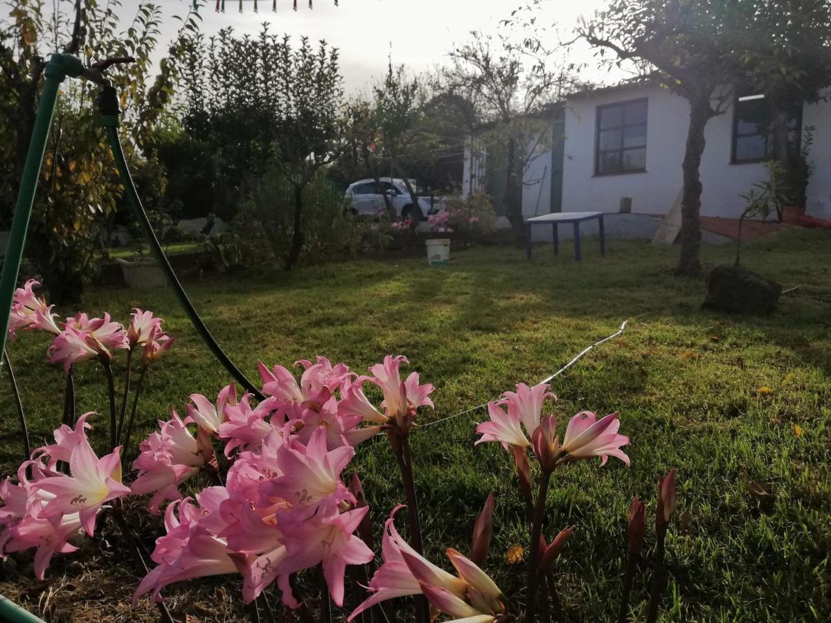 Casa Rural Limon Y Sol Sauzal Eksteriør billede